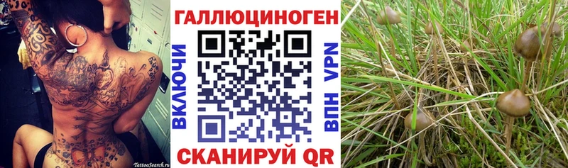 как найти   Дно  Псилоцибиновые грибы GOLDEN TEACHER 